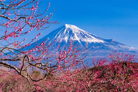 紅梅花樹|【超嚴選】一篇把握！日本必看梅花景點27選 